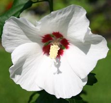 Hibiskus-weiss.jpg